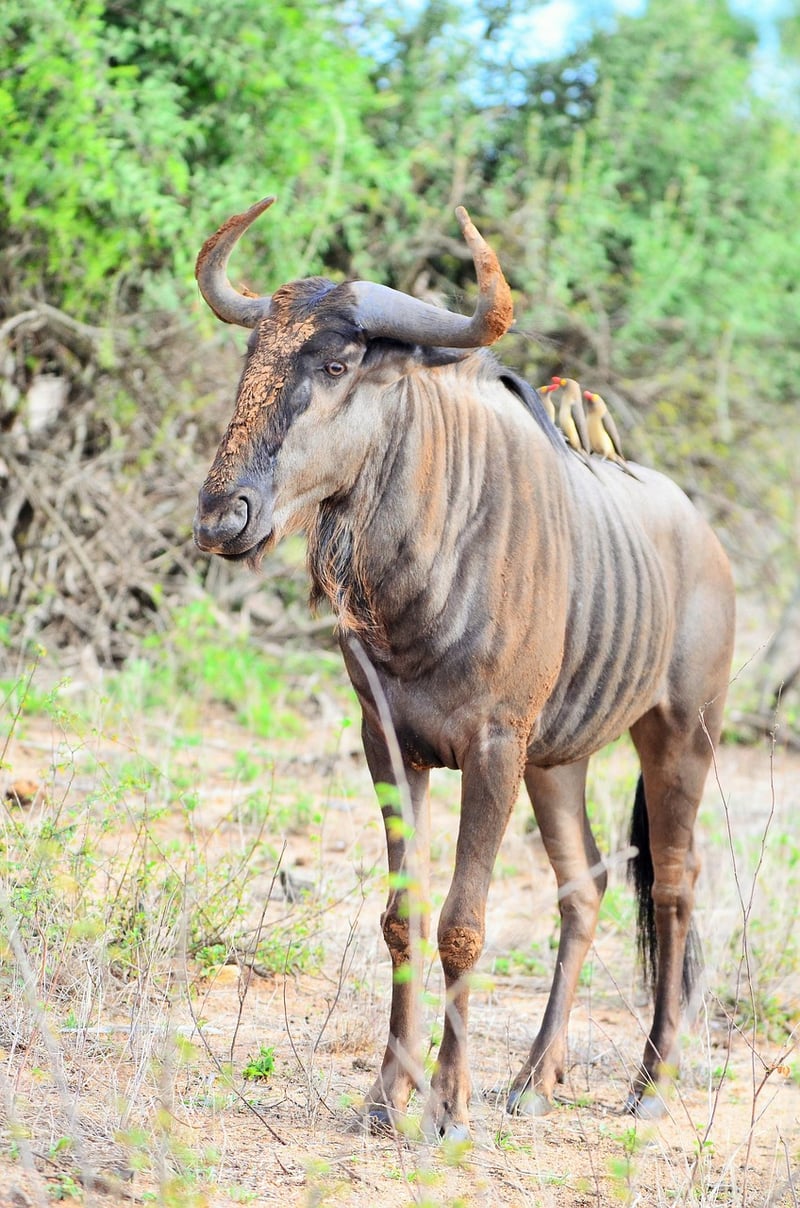Kruger National Park